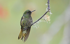 Boissonneaua flavescens