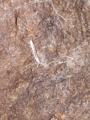 Scutigerella