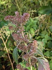 Amaranthus retroflexus