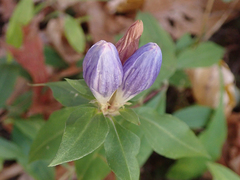 Gentiana