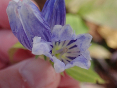 Gentiana