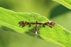 Oxyptilus pilosellae