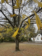 Sideroxylon lanuginosum