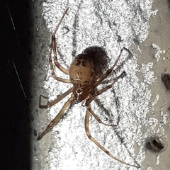 Steatoda castanea