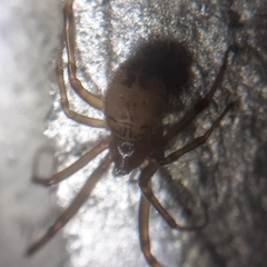 Steatoda castanea