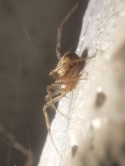 Steatoda castanea