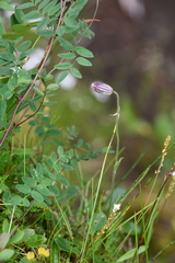 Silene involucrata