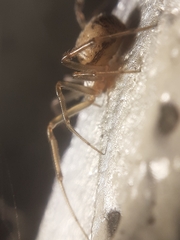 Steatoda castanea