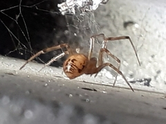 Steatoda castanea