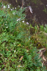 Silene involucrata