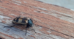 Astylus trifasciatus