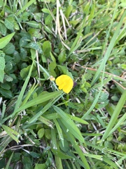 Arachis pintoi