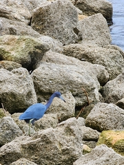 Egretta caerulea