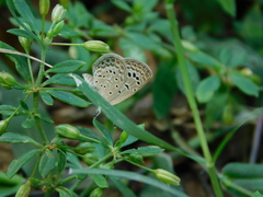Zizeeria karsandra