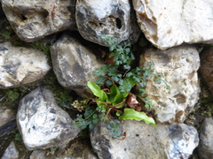 Asplenium scolopendrium scolopendrium