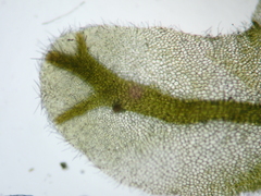 Metzgeria pubescens