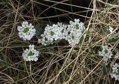 Noccaea cochleariformis