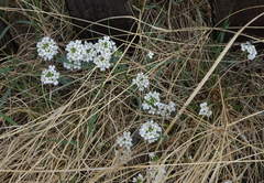 Noccaea cochleariformis