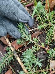 Petrosedum rupestre