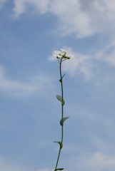 Noccaea cochleariformis