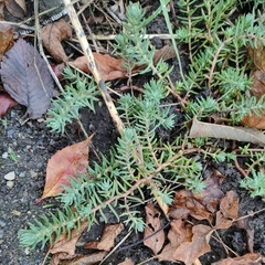 Petrosedum rupestre