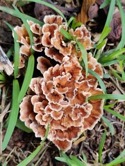 Podoscypha petalodes