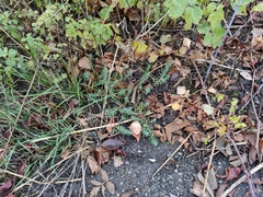 Petrosedum rupestre