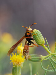 Polistes buyssoni