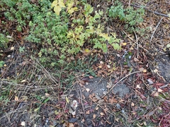 Petrosedum rupestre