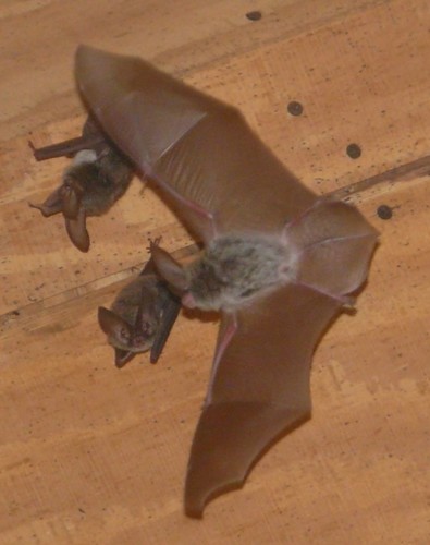 Rafinesque's Big-eared Bat (Corynorhinus rafinesquii), a species recorded in Florida