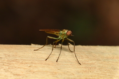 Chiromyzinae