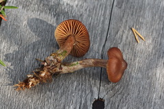 Cortinarius glandicolor