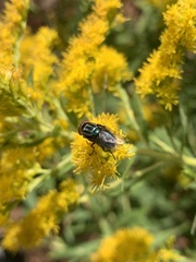 Cochliomyia