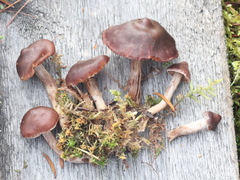 Cortinarius glandicolor