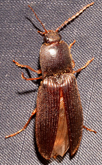 Hemicrepidius nemnonius