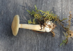 Cortinarius pinophilus