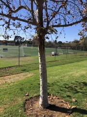 Platanus × hispanica