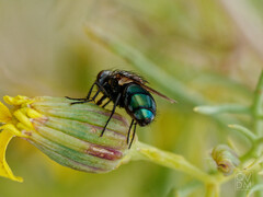 Sarconesia chlorogaster