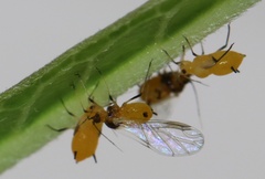 Aphis nerii
