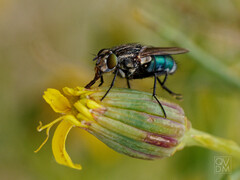 Sarconesia chlorogaster