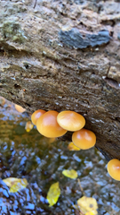Galerina marginata