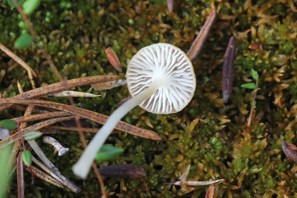 Sphagnomphalia