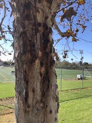 Platanus × hispanica