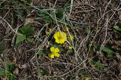Potentilla acaulis