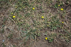 Potentilla acaulis