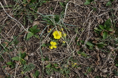 Potentilla acaulis