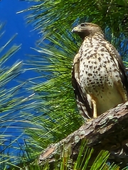 Buteo lineatus