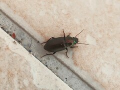 Harpalus distinguendus