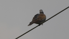 Streptopelia turtur