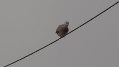 Streptopelia turtur
